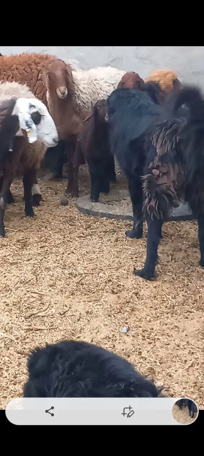 واگزاری جفت نر هم قل|سگ|رودشت (اصفهان), |دیوار