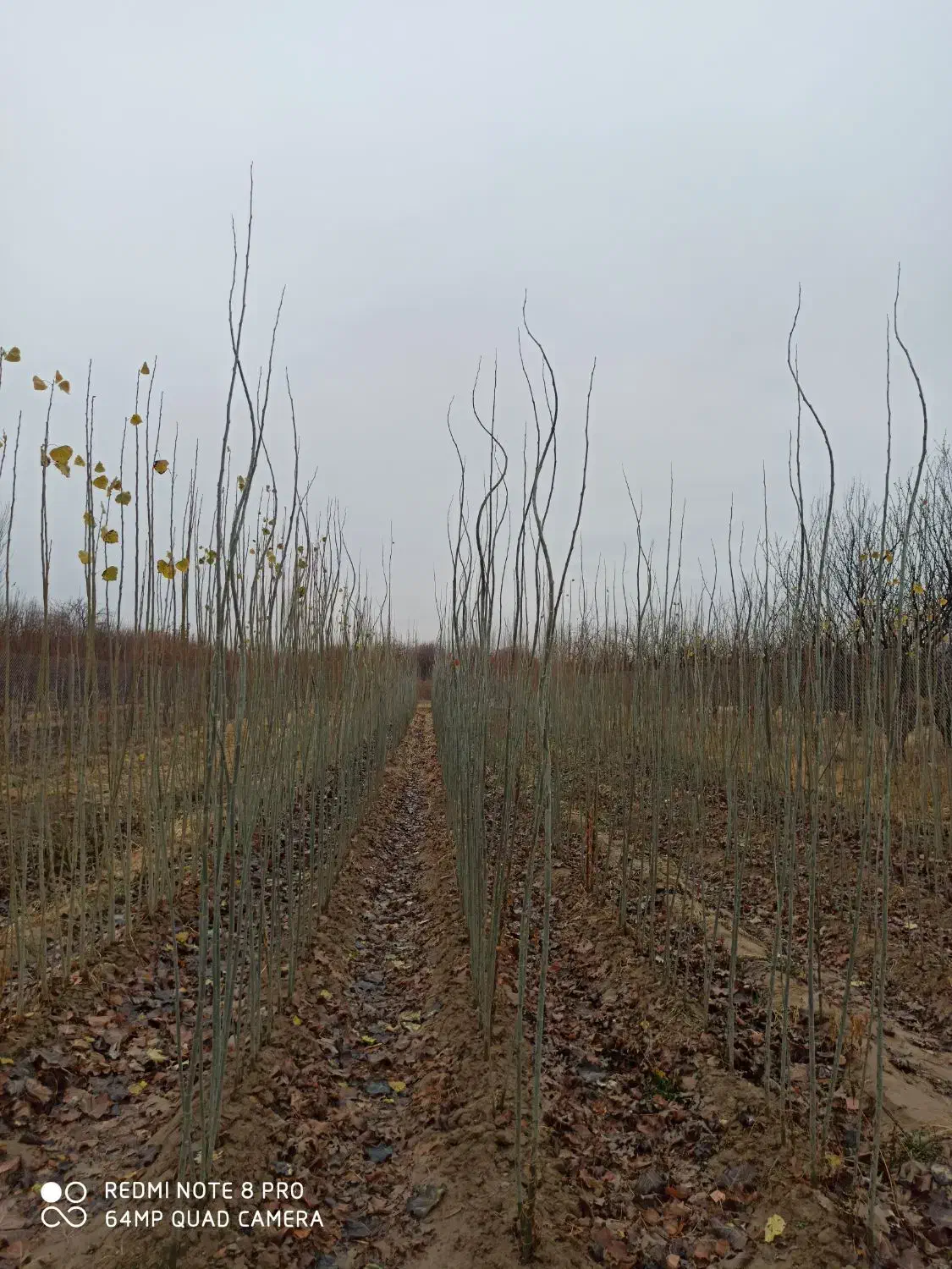 صنوبر و کبوده|خدمات باغبانی و درختکاری|میاندوآب, |دیوار