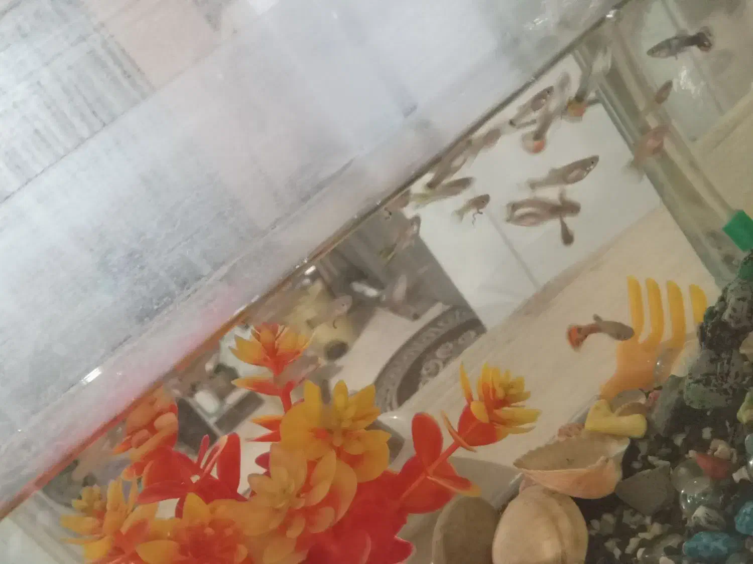 دوعدد آکواریم باقیمتی مناسب|ماهی|دماوند, گیلاوند|دیوار