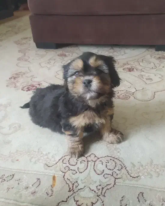 توله شیتزو|سگ|خرمدره, |دیوار