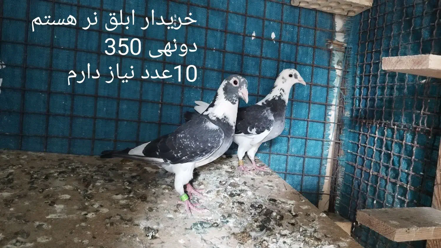 ابلق نر|پرنده|اهواز, آریاشهر|دیوار