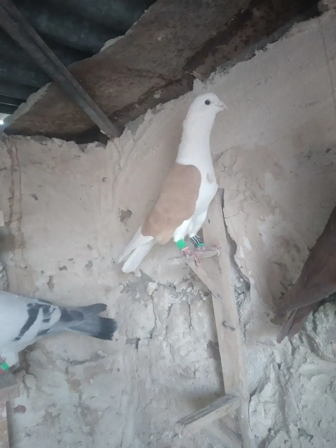 پرنده پرشی|پرنده|شیراز, داریون|دیوار