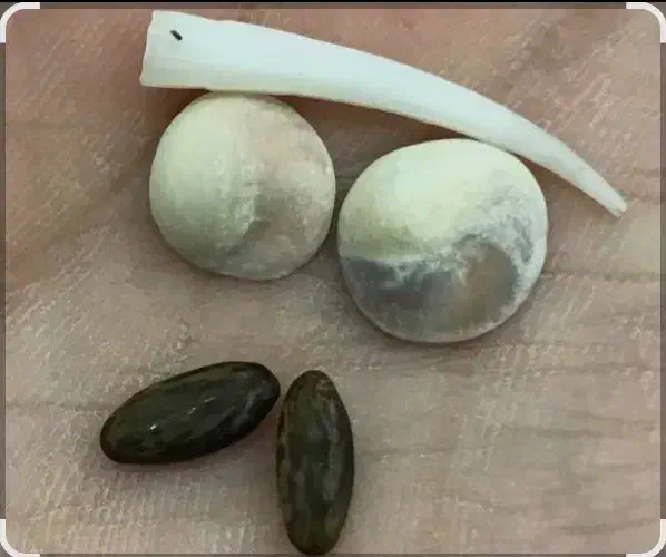 م ه ره|کلکسیون اشیاء عتیقه|بندرعباس, |دیوار