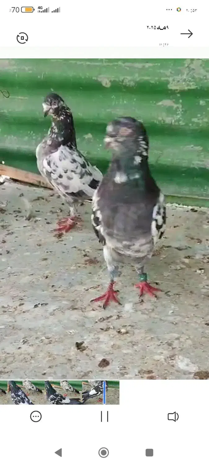 کبوتر تیدی پاکستانی|پرنده|سامان, |دیوار