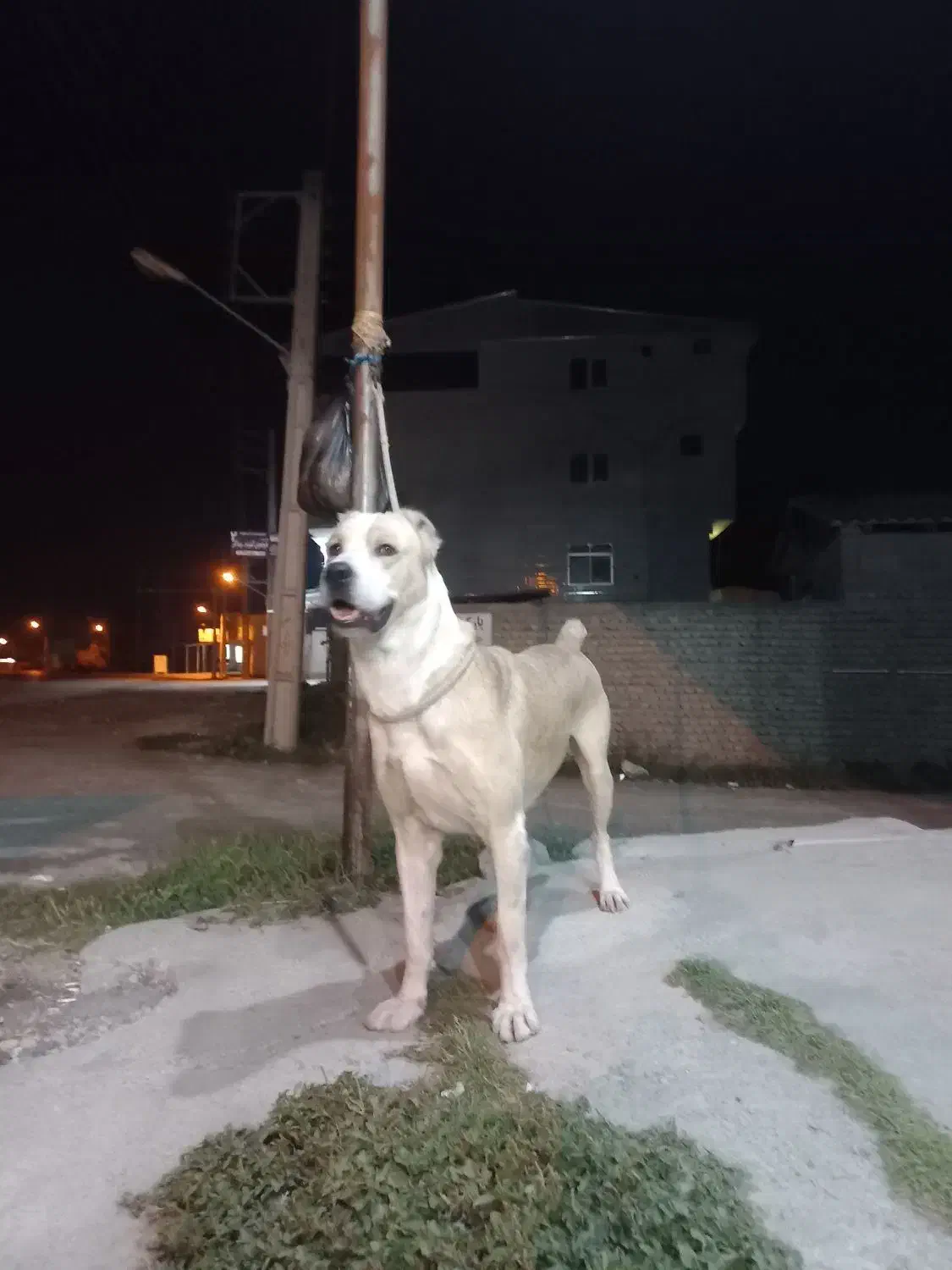 سگ گمشده|حیوانات|بندر ترکمن, |دیوار