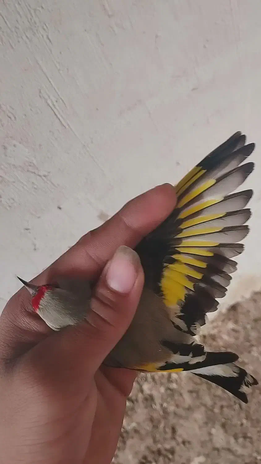 قناری|پرنده|آشخانه, |دیوار