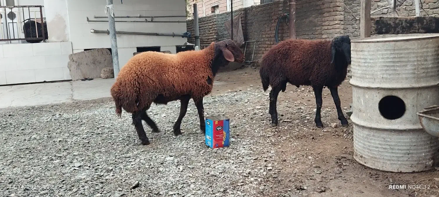 بره نر پروار شده|حیوانات مزرعه|گمیشان, |دیوار