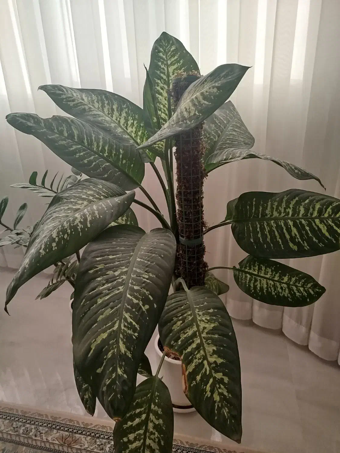 گل دیفن|گل و گیاه طبیعی|سبزوار, فقیه سبزواری|دیوار