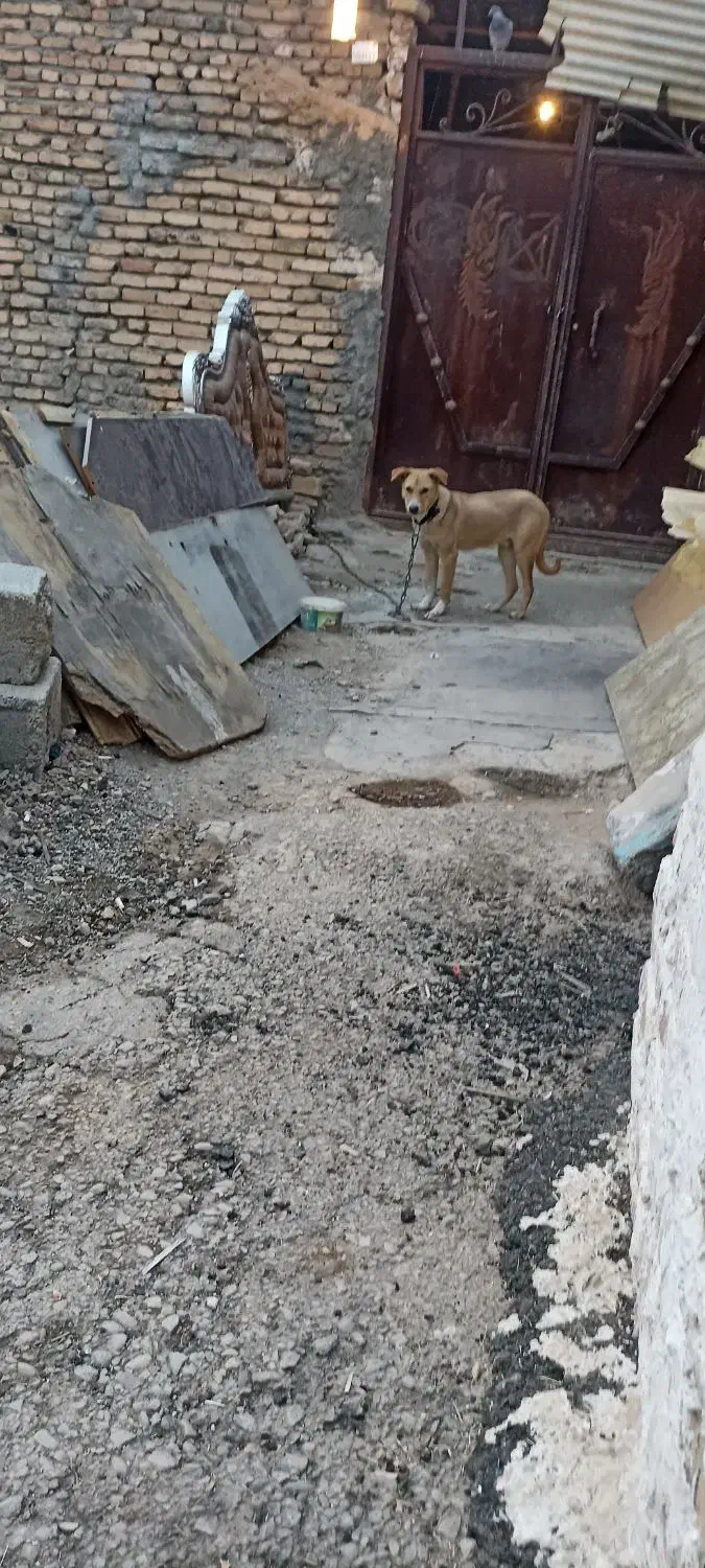 واگذاری سگ|سگ|کرمانشاه, |دیوار