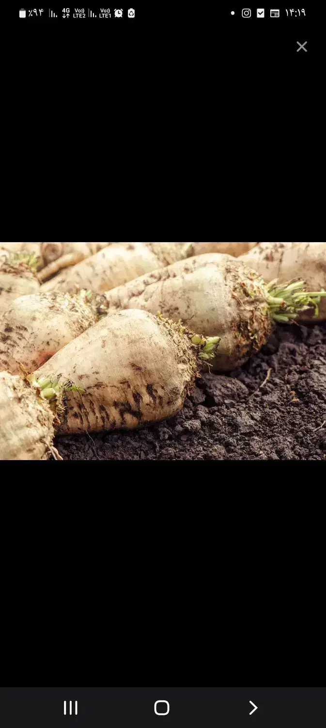 چغندر قند تازه|خوردنی و آشامیدنی|بشاریات, |دیوار