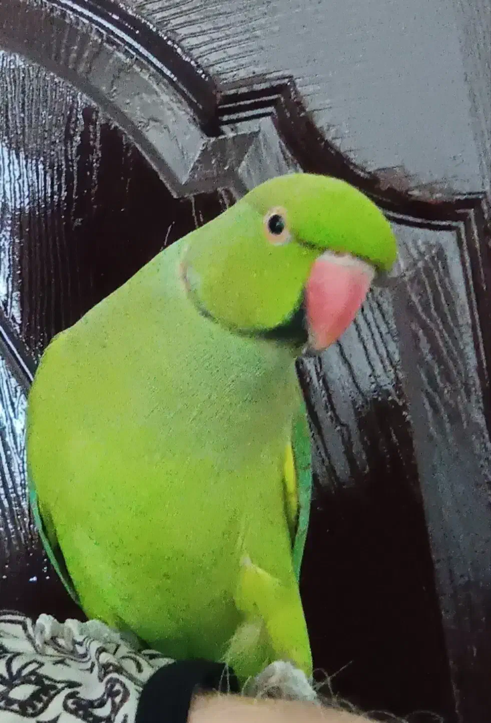 ملنگو نر سخنگو اهلی و دستی و رام|پرنده|کنارک, |دیوار