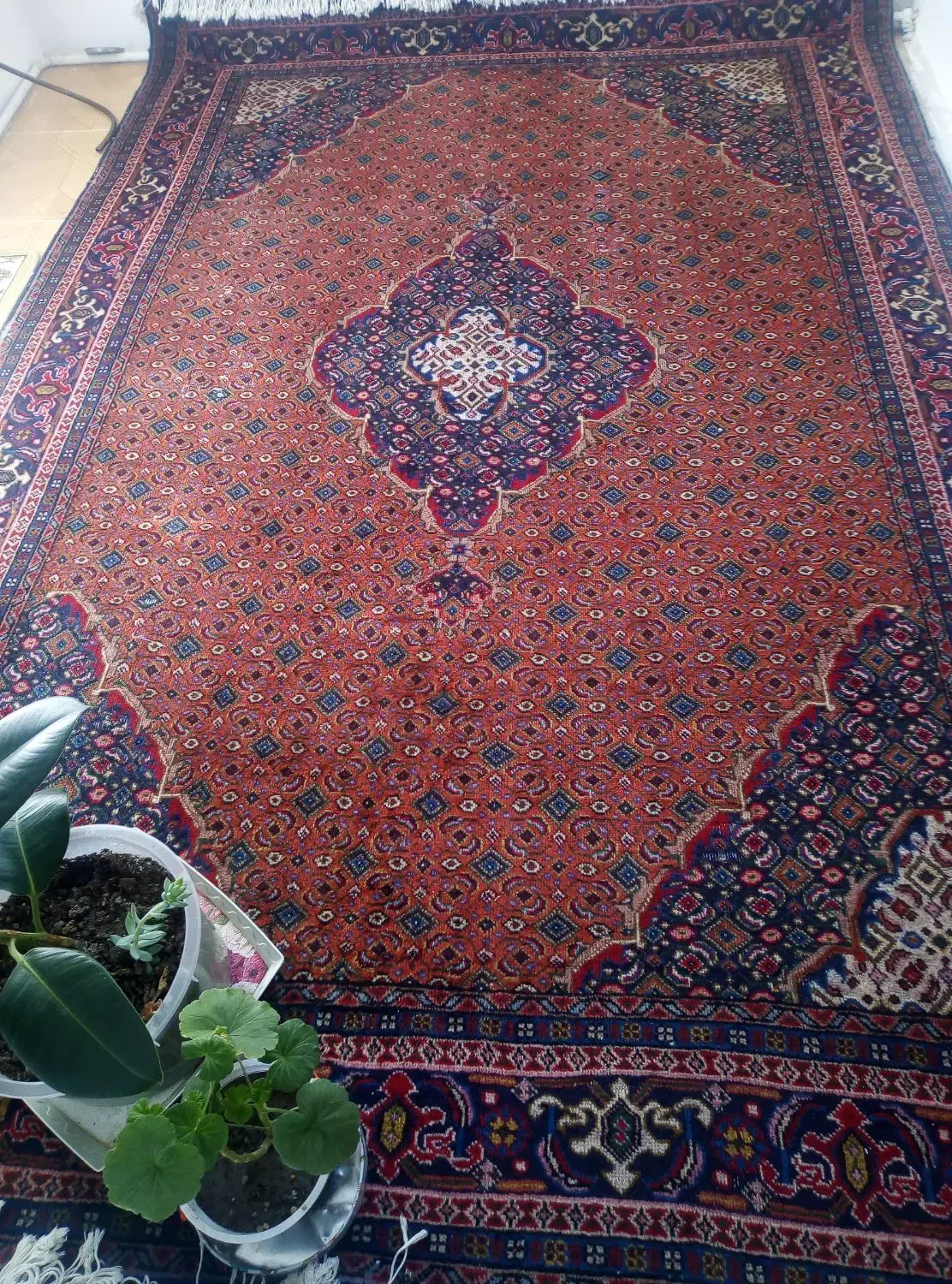 فرش طبیعی|فرش|اردبیل, |دیوار