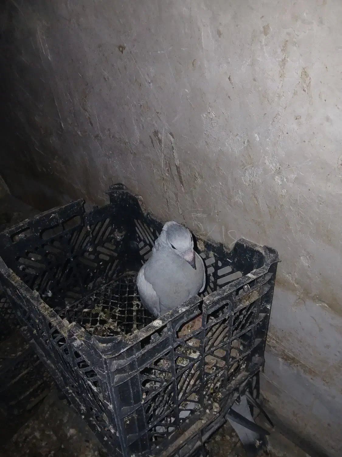 ۵عددجوجه|پرنده|نیشابور, مازول|دیوار