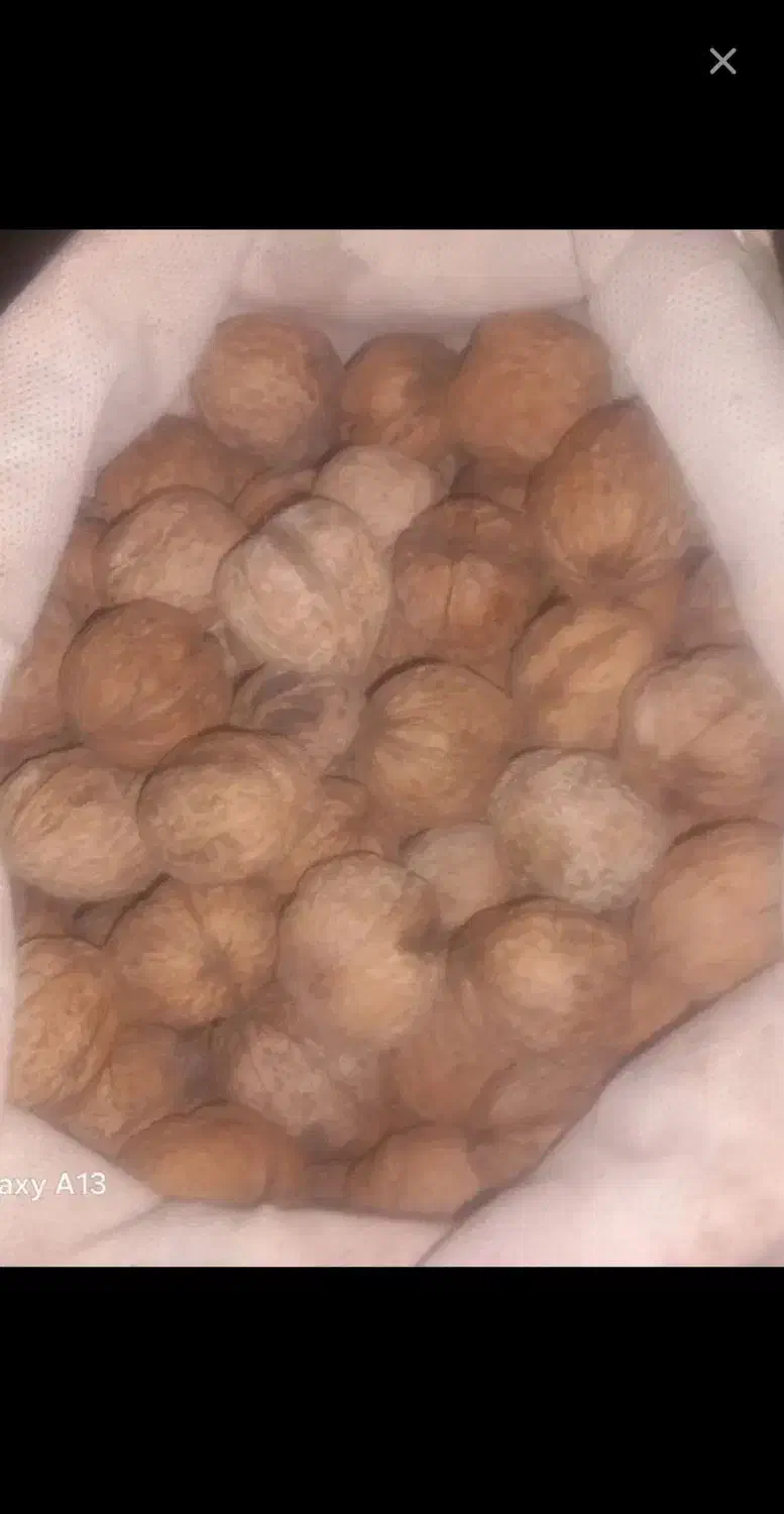 گردو پوست کاغذی|خوردنی و آشامیدنی|مشهد, امیریه|دیوار