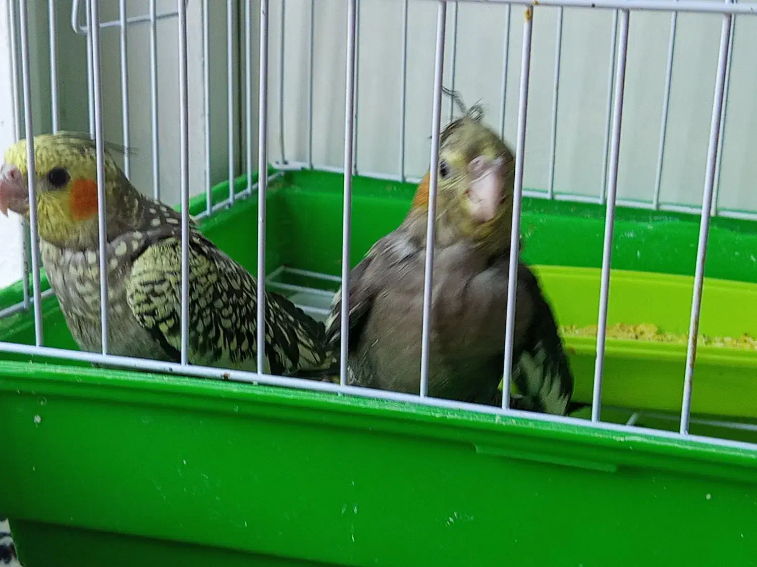 عروس هلندی|پرنده|کاشمر, |دیوار