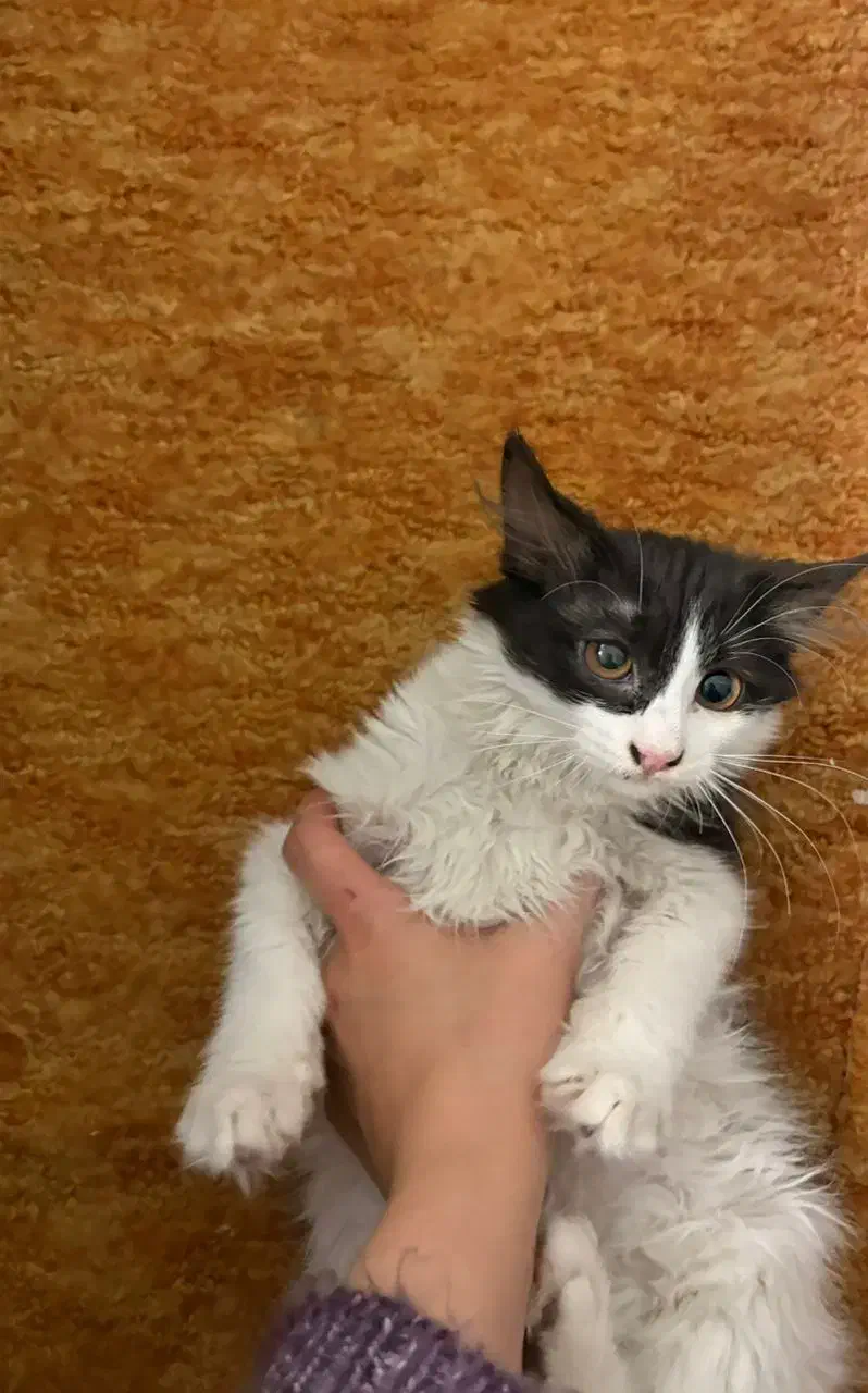 واگذاری رایگان ۲ عدد گربه|گربه|همدان, |دیوار