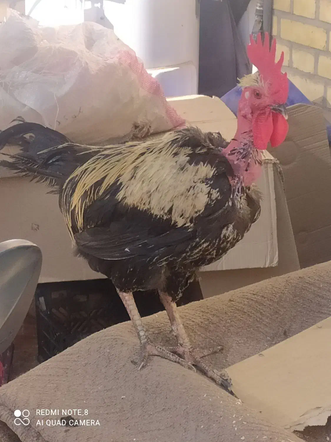 خروس گردن لخت|حیوانات مزرعه|بهبهان, |دیوار