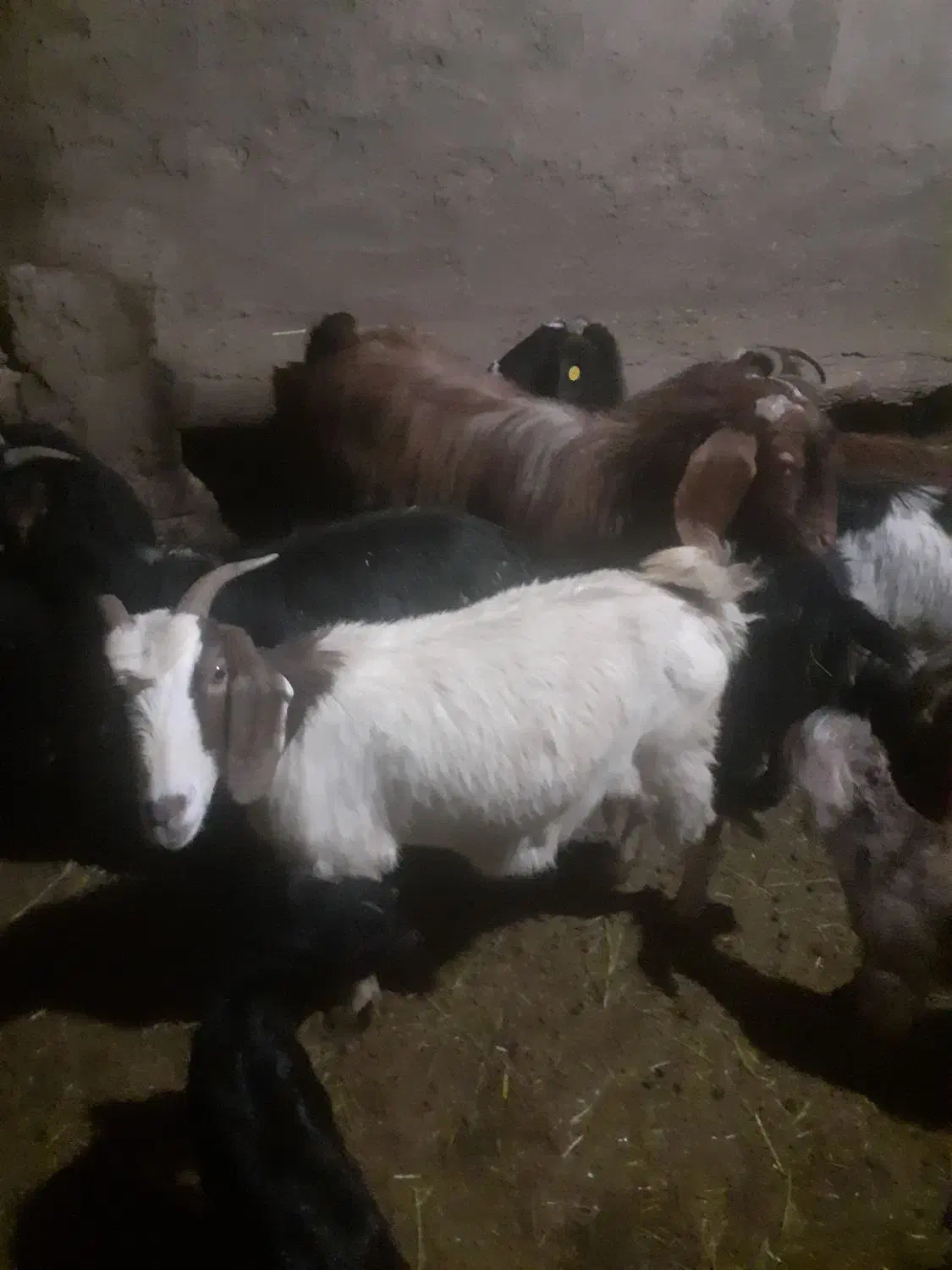 بز شیری|حیوانات مزرعه|صوفیان, |دیوار