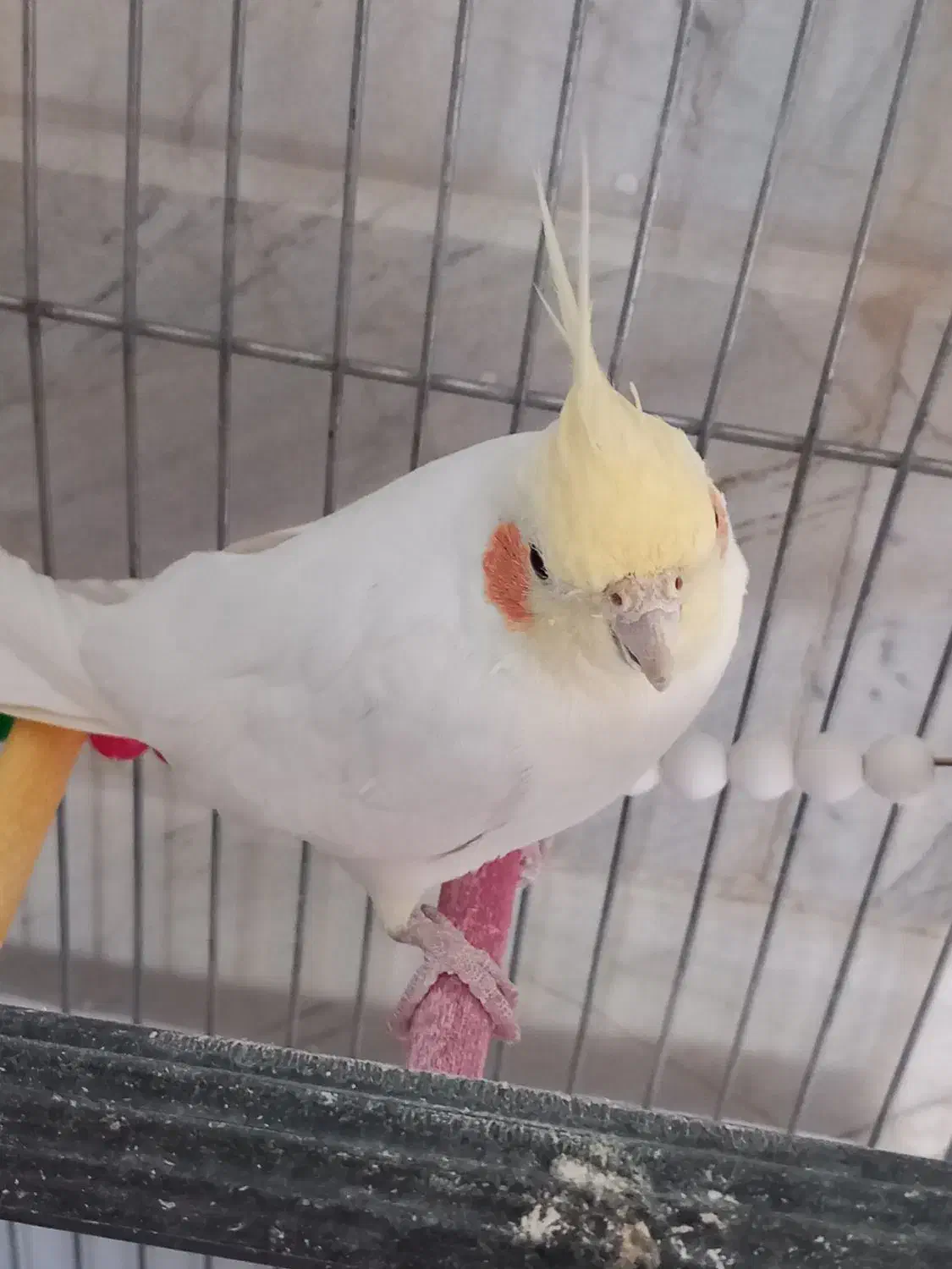 عروس نر|پرنده|ساوه, |دیوار