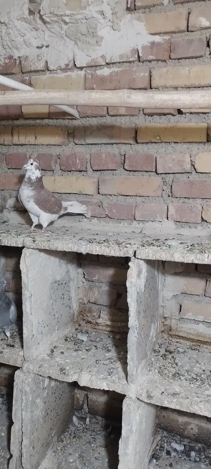 گرگی کاکولی|پرنده|ارومیه, |دیوار