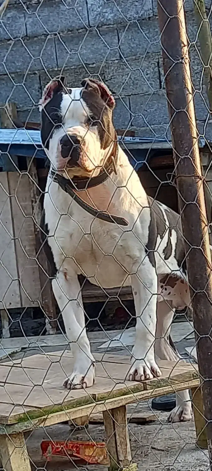 پیتبول(امریکن استافورد شایر)|سگ|لاهیجان, کوه بیجار|دیوار