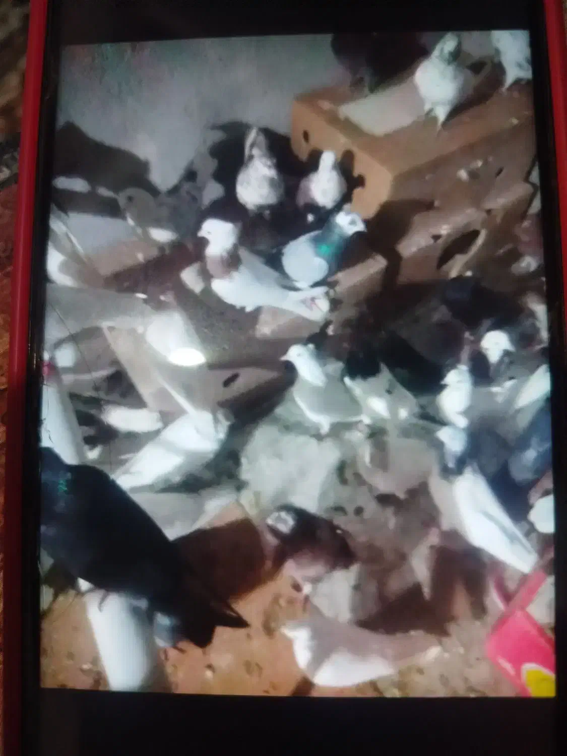 کبوتر گره و ساعتی|پرنده|میناب, |دیوار