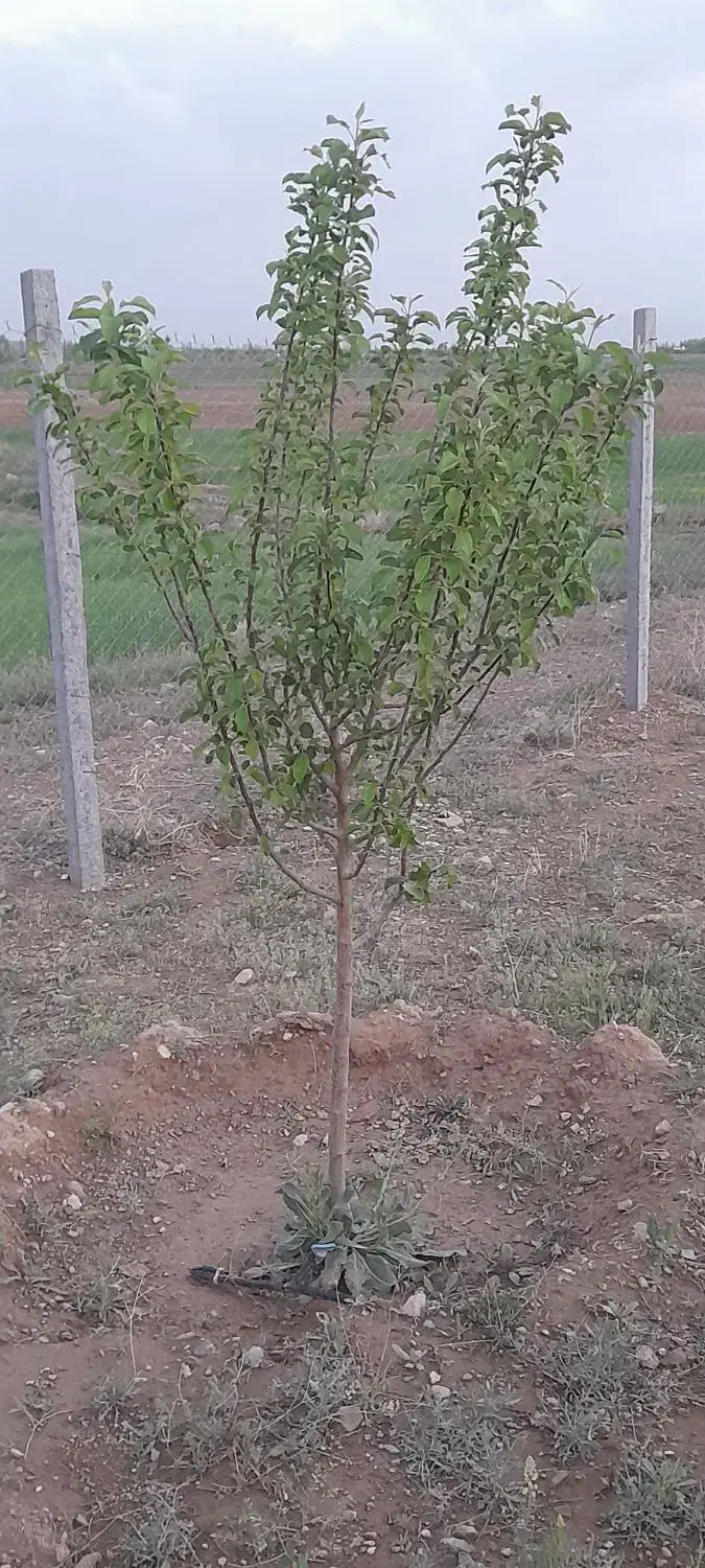 باغ فروشی درسهرین|فروش خانه و ویلا|قره پشتلو, |دیوار