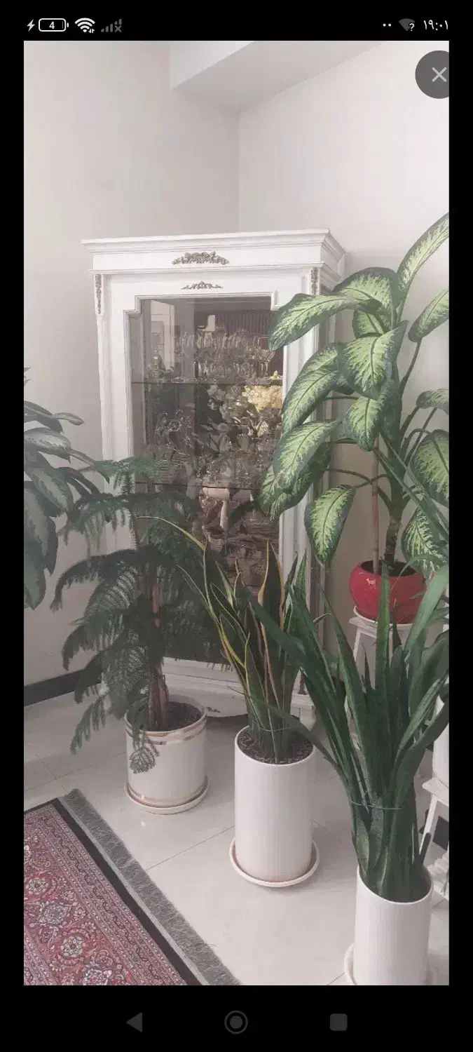 گل با قیمت مناسب|گل و گیاه طبیعی|فردیس, شهرک ناز|دیوار