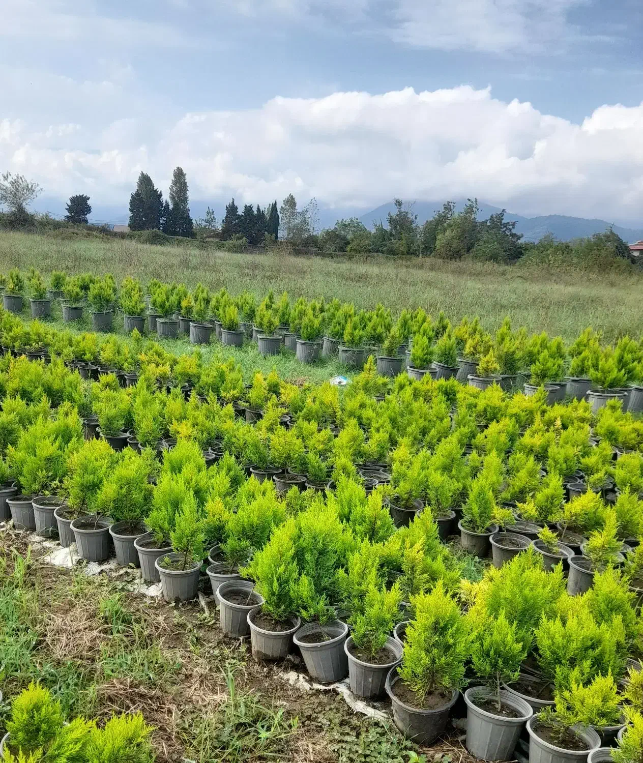 کاج لاوسون|گل و گیاه طبیعی|شیرود, |دیوار