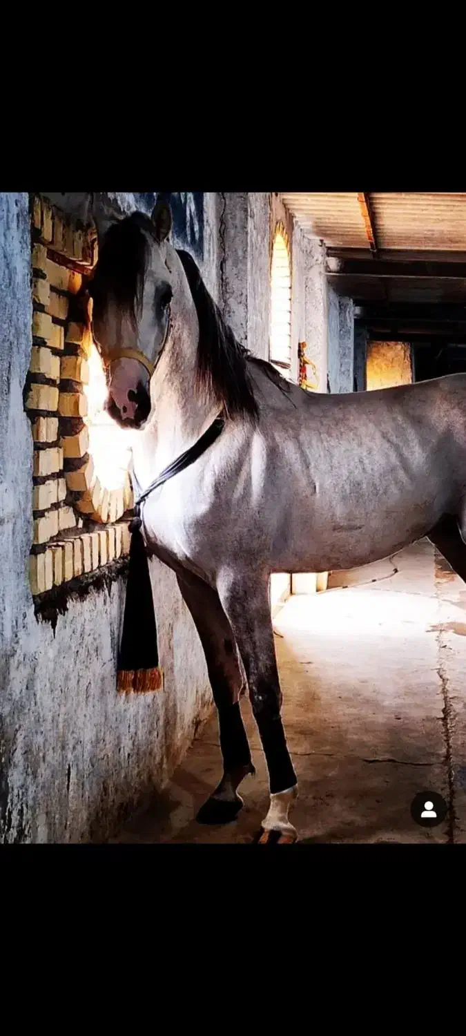 نریان عرب|اسب و تجهیزات اسبسواری|کرمان, |دیوار