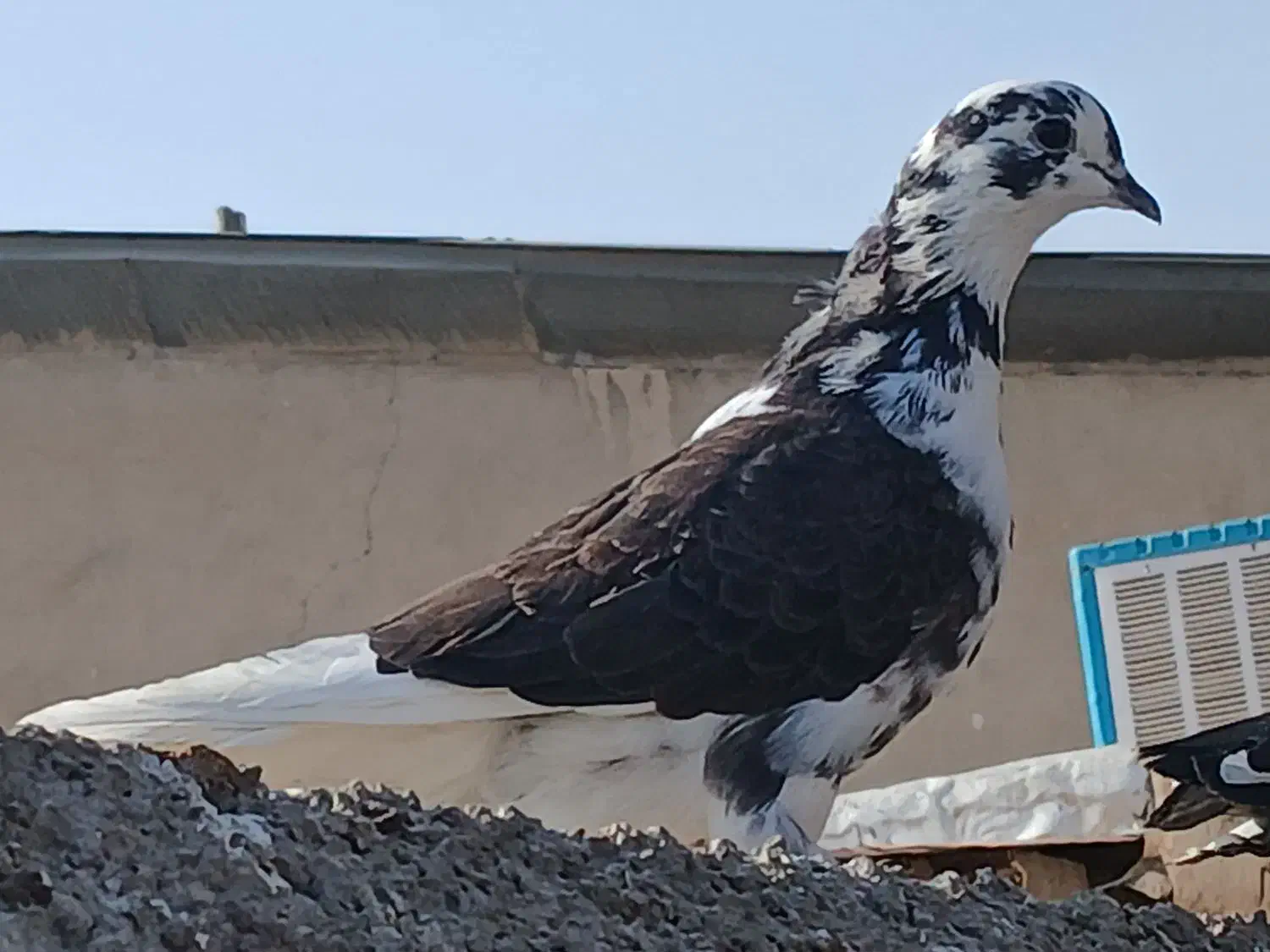 کفتر. فروشی ماده|پرنده|بومهن, |دیوار