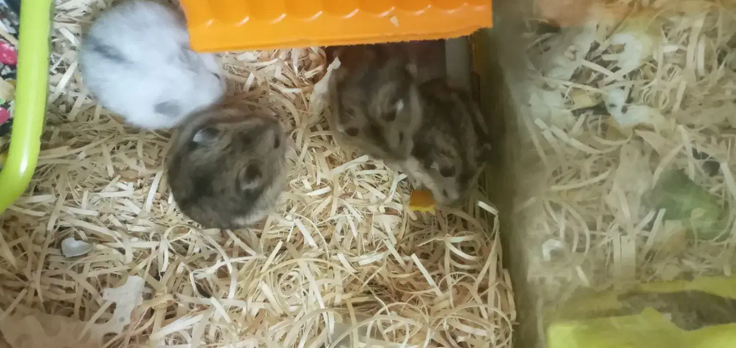 همسترهای اهلی|موش و خرگوش|تبریز, |دیوار