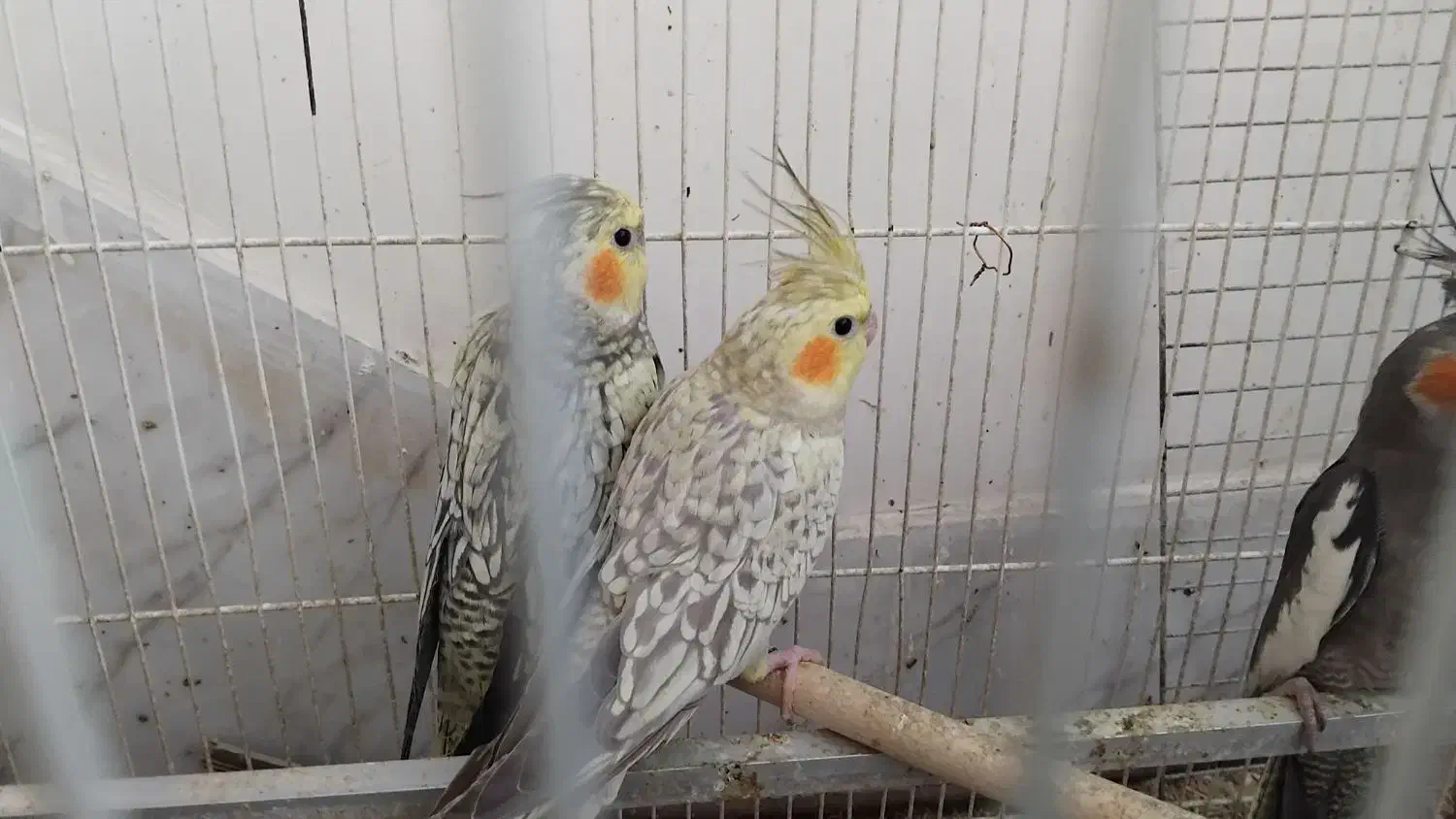 فروش عروس هلندی|پرنده|مشهد, چهارچشمه|دیوار