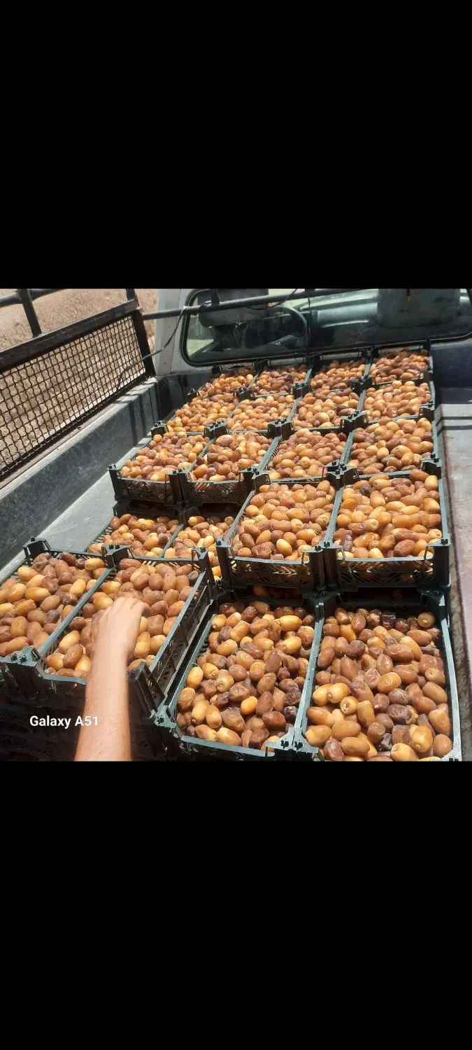 رطب|خوردنی و آشامیدنی|بهبهان, |دیوار