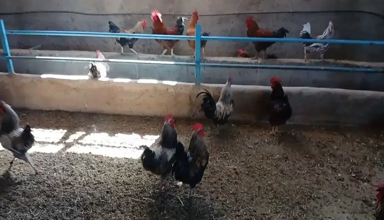 خروس محلی|حیوانات مزرعه|هشتگرد, شهرک وحدت|دیوار