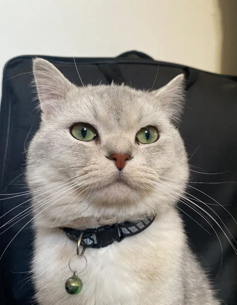 گربه نره جهت جفت گیری|گربه|هشتگرد, شهرک ولیعصر (مصلی)|دیوار