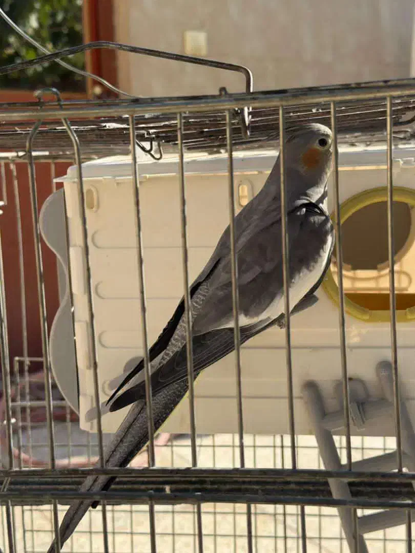 فروش عروس هلندی نر و ماده ب همراه قفس|پرنده|الوند, |دیوار