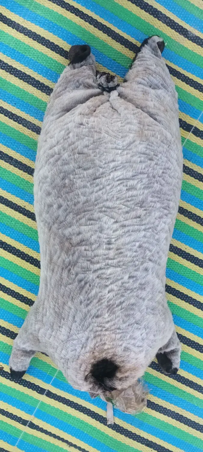 خیگ روغنی|ظروف نگهدارنده، پلاستیکی، یک‌بارمصرف|لردگان, |دیوار