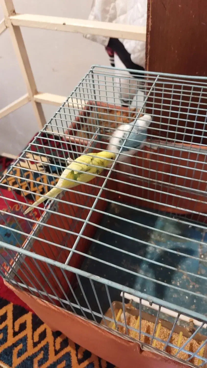 مرغ عشق|پرنده|تهران, خاک سفید|دیوار