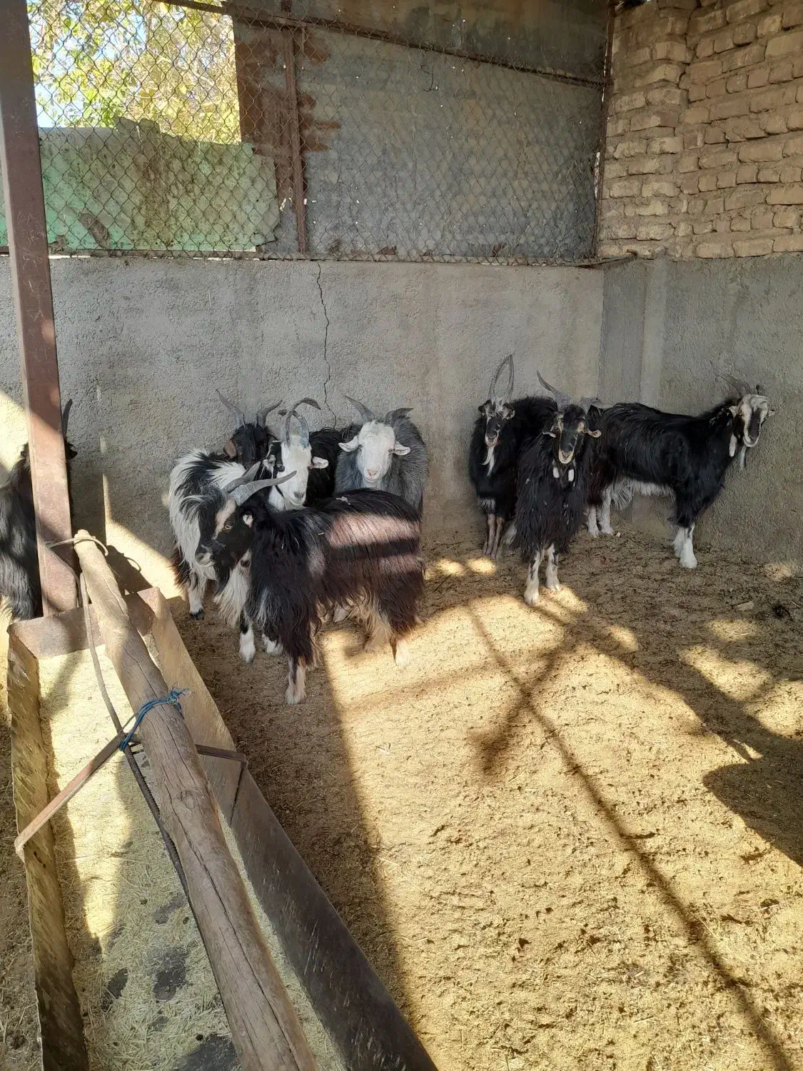 بره بزغاله|حیوانات مزرعه|پیشوا, |دیوار