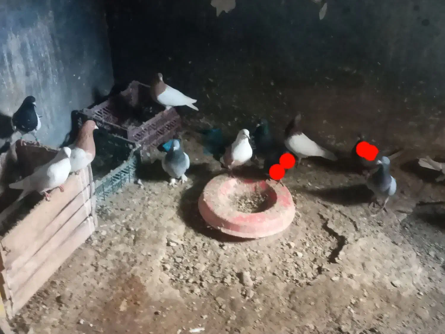 فروش کبوتر|پرنده|ملکان, |دیوار