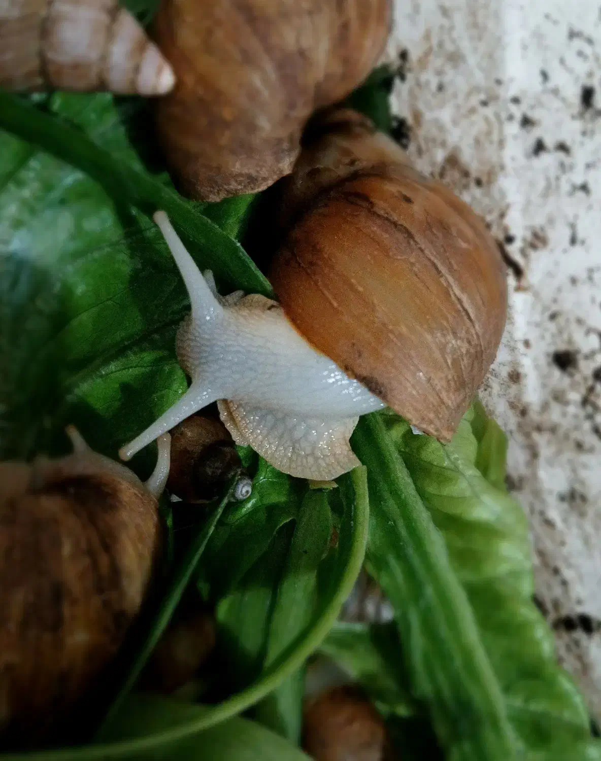 حلزون های آچاتینو|خزنده|ایلام, |دیوار