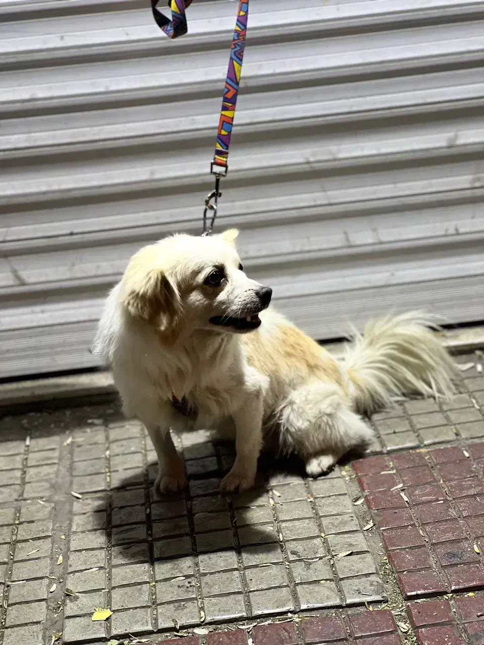 سگ پا کوتاه|سگ|دورود, |دیوار