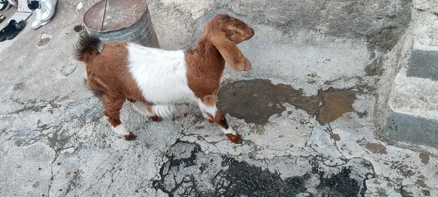 بزغاله ماده|حیوانات مزرعه|ایوان, |دیوار