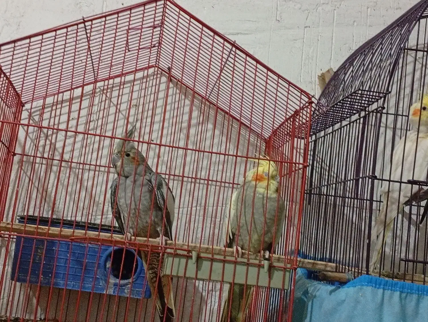 فروش عروس هلندی|پرنده|بندر دیر, |دیوار