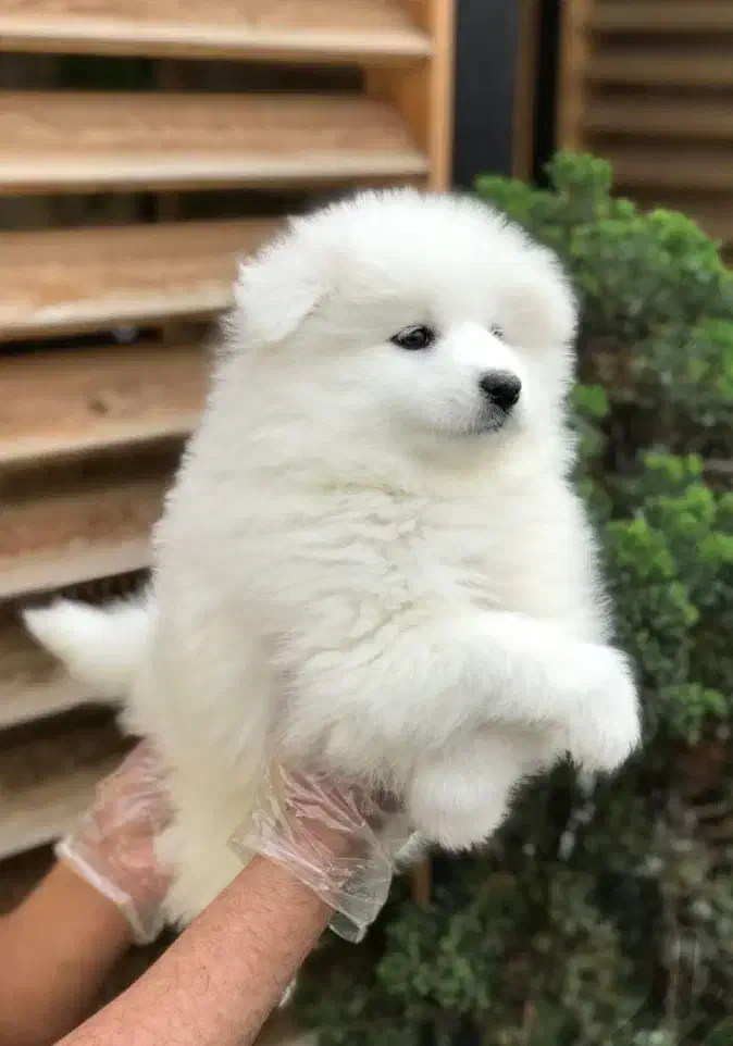 سگ سامویید|سگ|آبادان, |دیوار