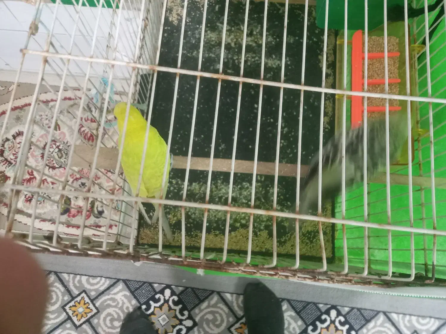 پرنده مرغ عشق بالغ جفتی ۴۵۰تومن|پرنده|مشهد, شهید قربانی|دیوار