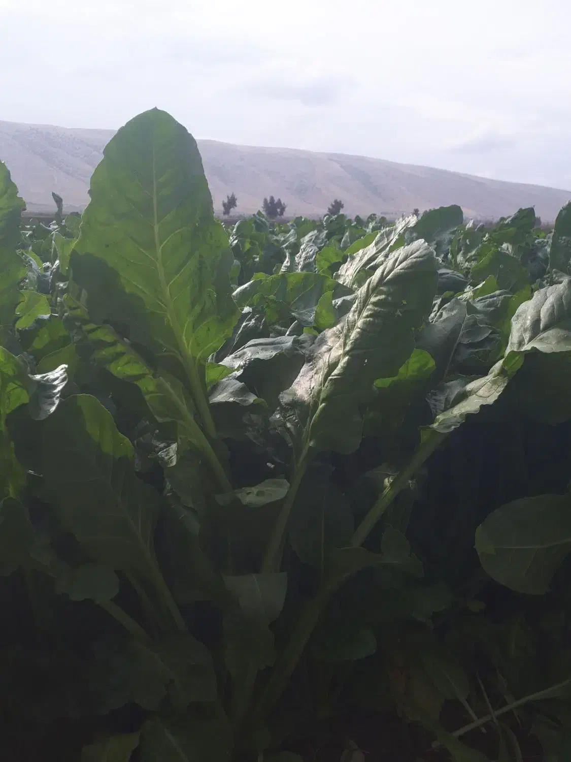 سبزی ذلق یا اسفناج|خوردنی و آشامیدنی|قلعه شاهین, |دیوار