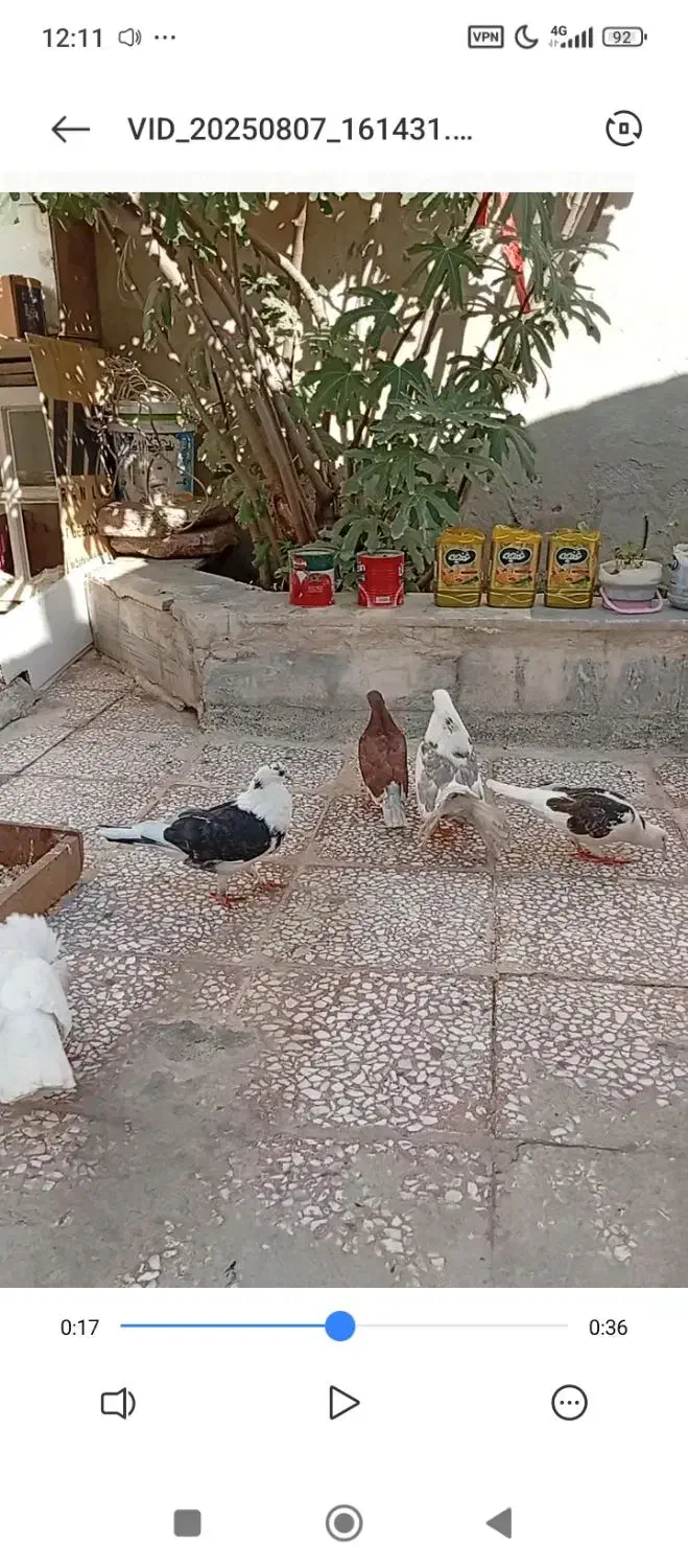 سلام|حیوانات|قم, کیوانفر|دیوار