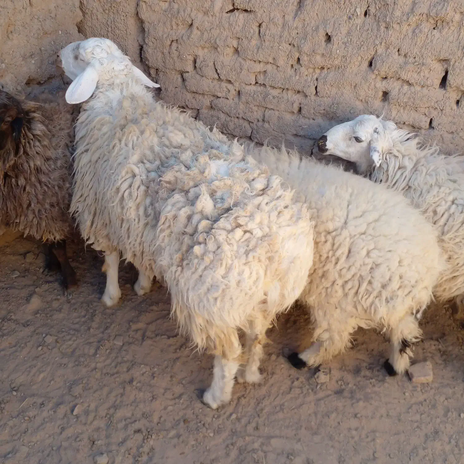 فروشبرهنرچاقسفیدمحلی|حیوانات مزرعه|درمیان, |دیوار